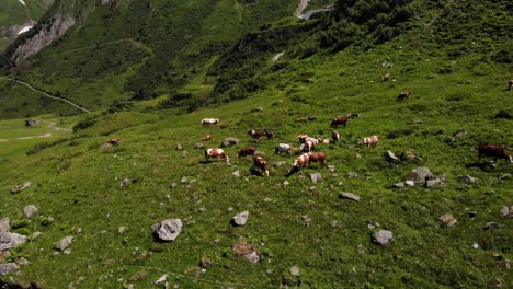 Flock-Of-Cattle-Eating-Grass-At-The-Meadow-Near-The-Stausee-Wasserfallboden-In-The-Austrian-Town-Of-Kaprun