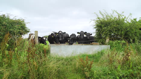 Cows-drinking-water-from-a-trough-in-the-English-countryside-on-a-grey-wet-day