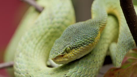 Bamboo-Pit-Viper-Relaxing-On-A-Branch---close-up