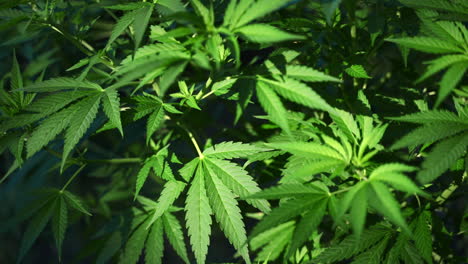Plantación-De-Cannabis-De-Marihuana-Farmacéutica-Que-Crece-En-Países-Bajos,-Primer-Plano