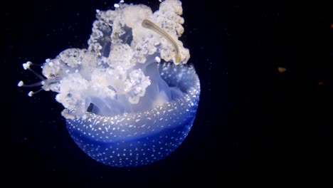 Phyllorhiza-Punctata-Jellyfish-floating-in-clear-water-deep-in-the-ocean,macro