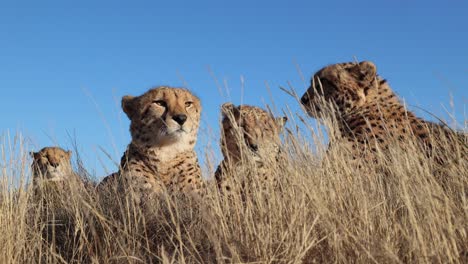 Cheetahs-lay-very-still-on-breezy-golden-African-savanna,-close-up