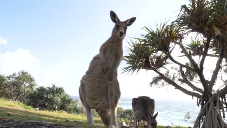 Young-Kangaroo-stands-tall-while-scratching-and-grooming-itself
