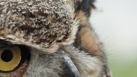 Macro-close-up-of-great-horned-owl-eye-blinking-slow-motion