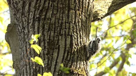 Yellow-bellied-sapsucker-bird-sitting-on-tree-trunk-side-on-sunny-day,-close-up-static-view