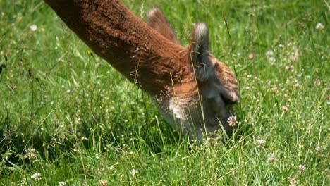 Close-up-low-angle-of-wild-brown-alpaca-eating-grass-outdoors-of-field-in-sunlight
