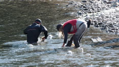 Fisheries-biologists-pull-large-spawning-salmon-from-net-to-assess
