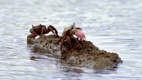 Pair-Of-Crabs-From-Neohelice-Granulata-Species-Sitting-On-A-Rock-In-The-Ocean