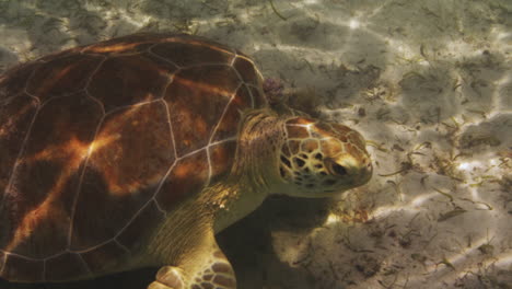 Beautiful-Sea-Turtle-Eating-on-Seaweed-Algea-in-Caribbean-Ocean