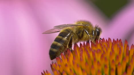 Super-Makro-Einer-Fleißigen-Biene,-Die-Im-Frühling-Pollen-Von-Orangenblüten-Sammelt-–-Produziert-Hochwertiges-Filmmaterial-–-Flora-Und-Fauna-Sowie-Entomologie-In-Der-Natur