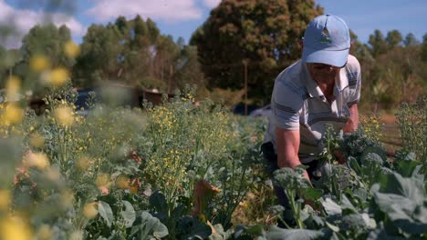 Organic-farm-worker-growing-cash-crops-in-the-Brazilian-countryside