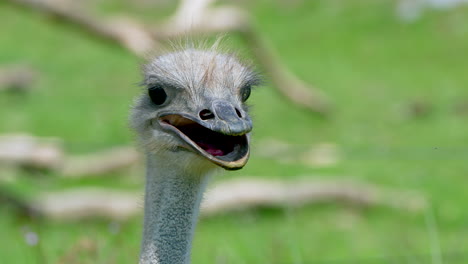 Macro-portrait-of-wild-ostrich-with-open-mouth-in-wilderness-observing,4K
