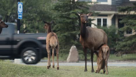 Elk-females-and-Calfs-Downtown