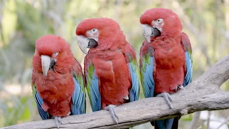 Three-Red-and-Green-Macaw-Perched-on-a-Branch-with-Woodland-Background