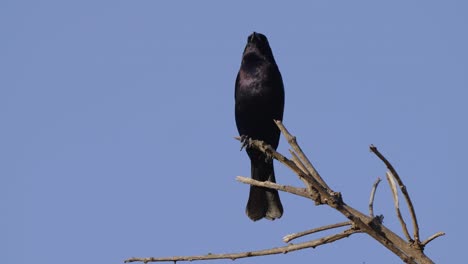 Shiny-cowbird,-molothrus-bonariensis,-black-plumage-with-purple-blue-iridescent-perched-atop-a-broken-tree-branch-against-clear-blue-sky,-close-up-shot