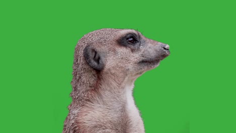 Close-up-portrait-of-sweet-meerkat-in-front-of-green-screen