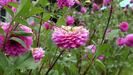 Decorative-dahlia-,-variety-Karma-Lagoon-in-the-garden-swaying-in-the-wind