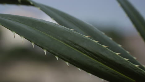 Sharp-needles-of-cactus-plant-on-windy-day,-close-up-shot