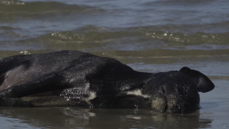 Leiche-Eines-Toten-Schwarzen-Hundes,-Der-An-Der-Küste-Vietnams-Aus-Dem-Meer-Gespült-Wurde