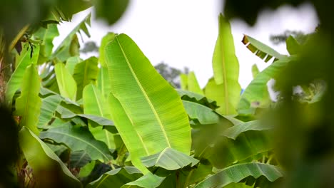 Kleiner-Bunter-Vogel,-Der-Zwischen-Bananenpalmen-Einer-Plantage-In-Mittelamerika-Fliegt