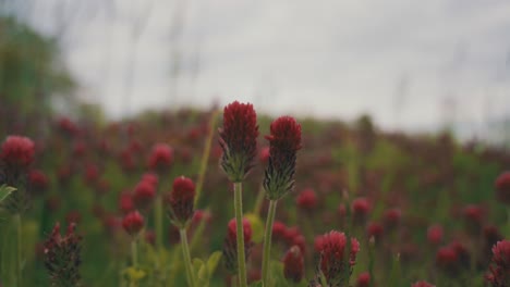 Lush-Red-Clover-Flowers-In-Bokeh-Backdrop-On-Breeze-Springtime