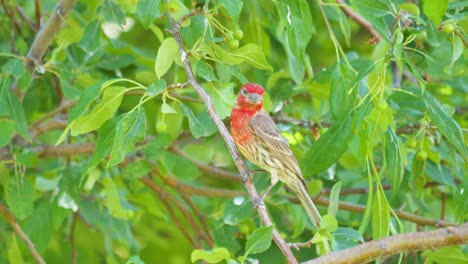 An-adult-male-house-finch-in-a-tree-on-a-summer-day---isolated,-colorful,-motion