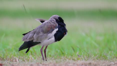 Wild-shorebird-southern-lapwing,-vanellus-chilensis-preening-and-cleaning-its-left-wing-with-its-beak-on-a-windy-day-at-pantanal-natural-region,-south-america