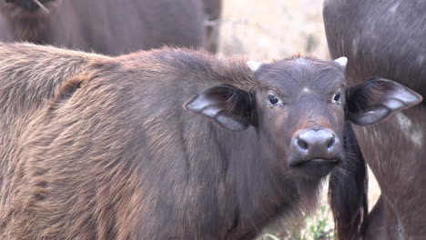 Nahaufnahme-Eines-Jungen-Afrikanischen-Büffels,-Der-Bei-Der-Herde-Steht