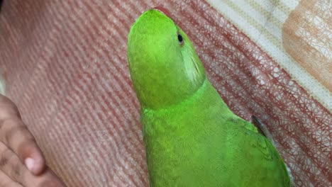 Grüner-Papagei-Wird-Sanft-Mit-Der-Hand-Auf-Dem-Bett-Gestreichelt