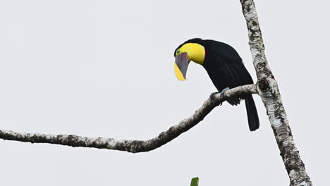 Black-mandibled-toucan--perched-on-branch