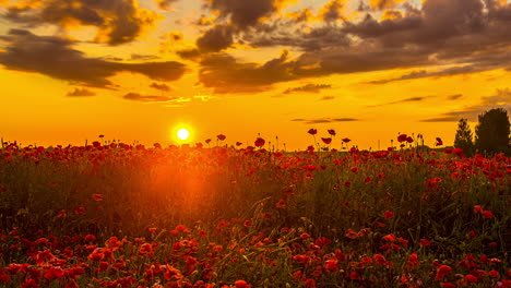dramatic-sunset-over-a-spring-field-of-red-roses