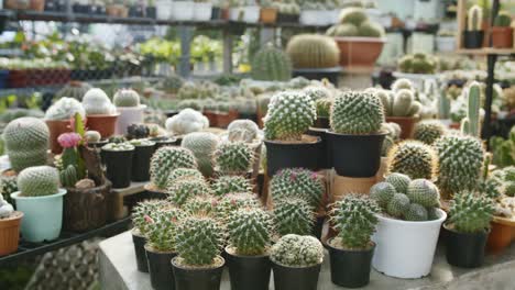 Hermosa-Variedad-De-Diferentes-Formas-Y-Tamaños-De-Plantas-De-Cactus-En-Macetas-De-Flores-Para-La-Decoración-De-Interiores,-En-El-Vivero-De-Cactus