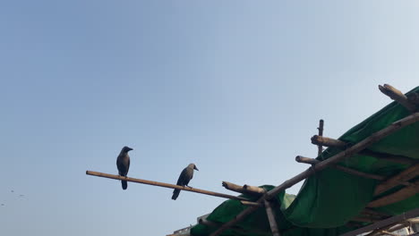 Two-birds-resting-on-top-of-a-home