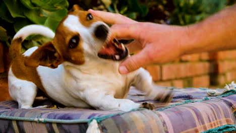 Cute-white-and-brown-Jack-Russell-very-playful-as-owner-teases-it