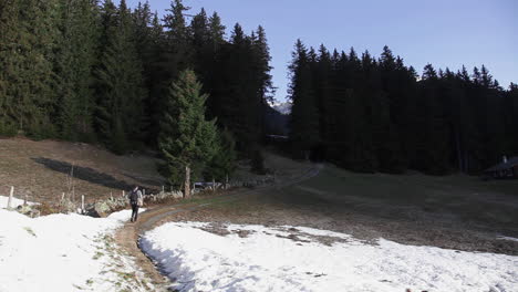 Adieu-Reise-Von-Den-Schweizer-Alpen-Allein-In-Den-Kiefernwald