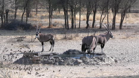 African-Wildlife,-Oryx-Antelopes-and-Birds-on-a-Watering-Hole