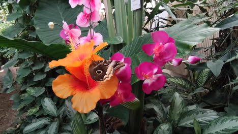 Hermosa-Mariposa-Marrón-Sobre-Coloridas-Flores-De-Hibisco-En-El-Jardín--cerrar