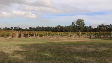 Vineyard-Panoramic-Handheld-Shot---Rows-Of-Established-Vines