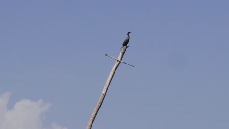 Bird-Perched-on-Old-Mast-From-Shipwreck-on-a-Sunny-Day