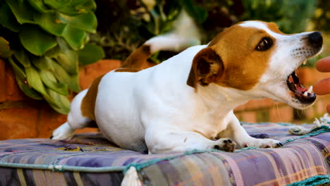 Excited-Jack-Russell-lies-on-cushion-exuberantly-playing-with-owner
