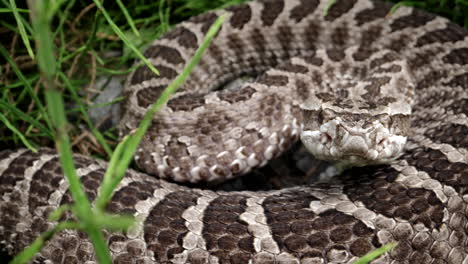 Extreme-macro-of-a-massasauga-rattlesnake---canadian-venomous-snake