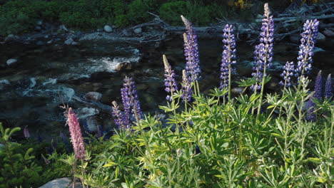Lupines-at-the-edge-of-a-river-in-patagonia