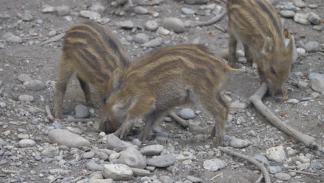 Cute-brown-Wild-Boars-foraging-food-in-rocky-ground---Digging-between-stones-and-pebble---close-up