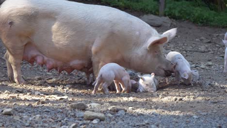 Close-up-of-Pig-Family-eating-on-countryside-farm-with-piglets-in-summer
