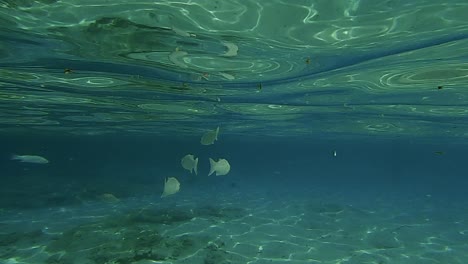 Unterwasserszene-Mit-Kleinen-Fischen,-Die-Unter-Türkisfarbenem-Smaragd-Und-Kristallklarer-Meerwasseroberfläche-Schwimmen