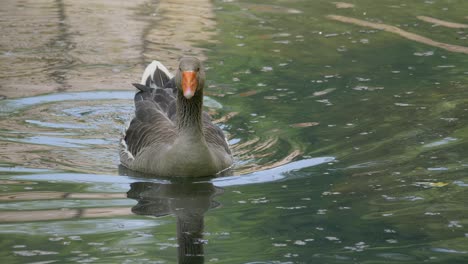 Track-shot-of-floating-goose-in-pond-stretching-feet-during-beautiful-sunny-day-in-wilderness,close-up