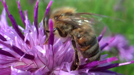 Macro-shot-of-wild-bee-collecting-pollen-in-sweet-violet-flower-during-springtime