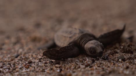 Adorable-newborn-baby-turtle-hatchling-moving-its-flippers-on-grains-of-sand,-close-up-isolated-macro-shot