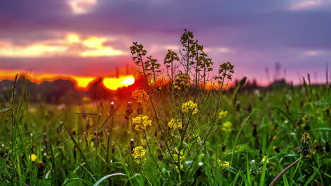 Time-lapse-shot-of-beautiful-sunrise-over-green-flower-field-and-flying-clouds-in-backdrop