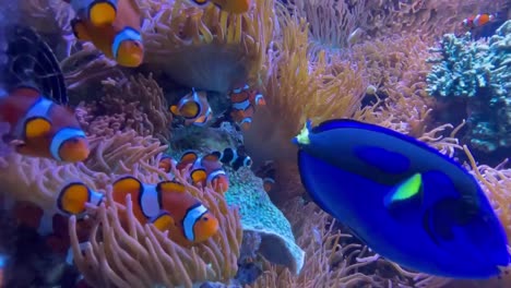 Clownfish.-Mutualism-and-symbiotic-relationship-with-sea-anemones